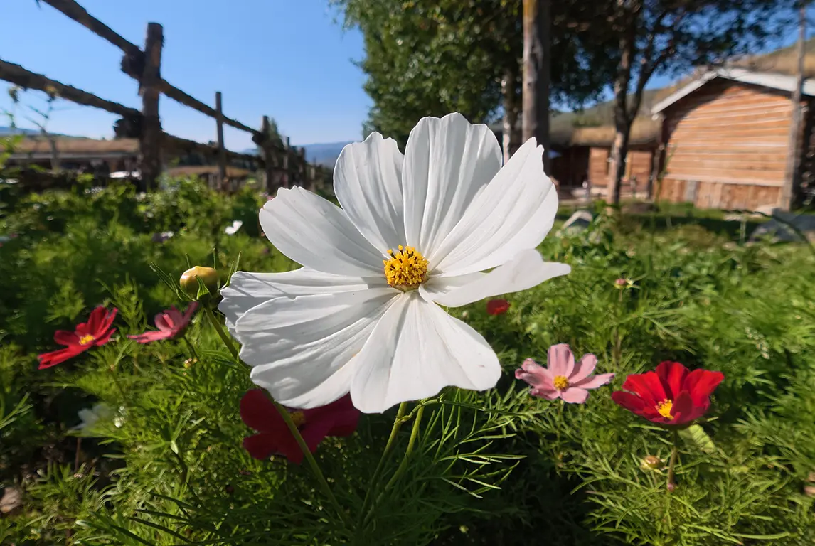 Obiektyw Macro do Osmo Action 6